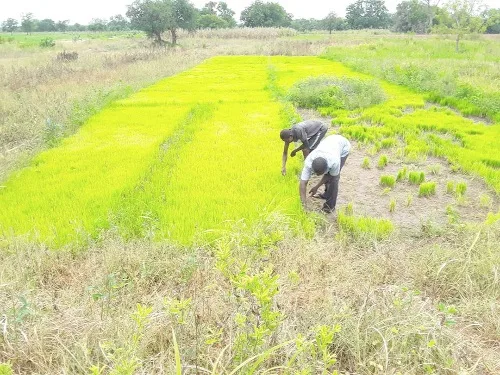 GHC700 for 180-kg bag: Tono Irrigation Scheme rice farmers unhappy about low prices for produce