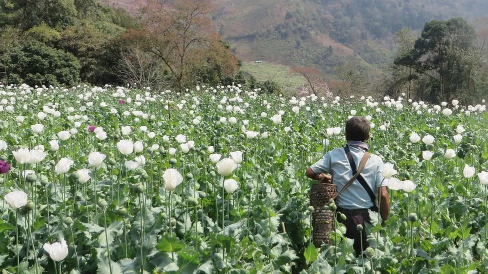 Afghanistan surpassed by Myanmar as world’s largest producer of opium