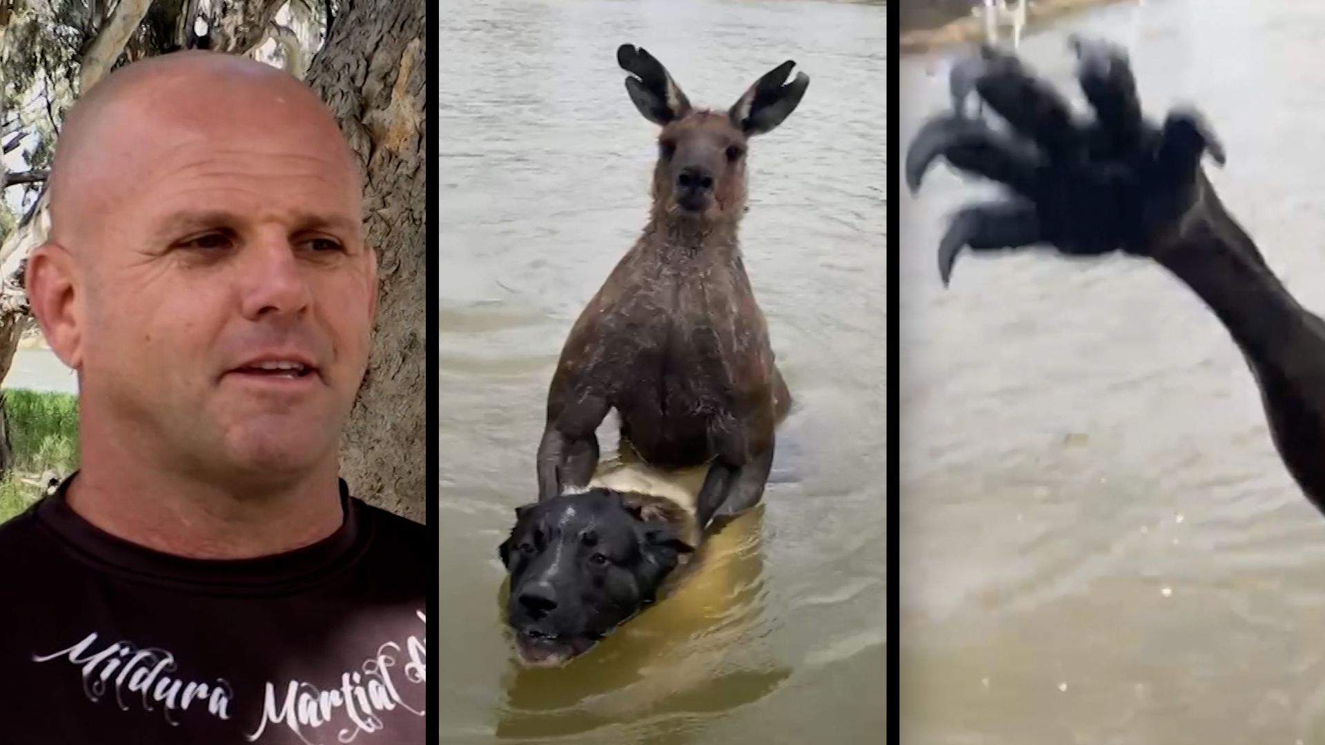 Brave Man confronts muscular Kangaroo in dramatic rescue of his dog