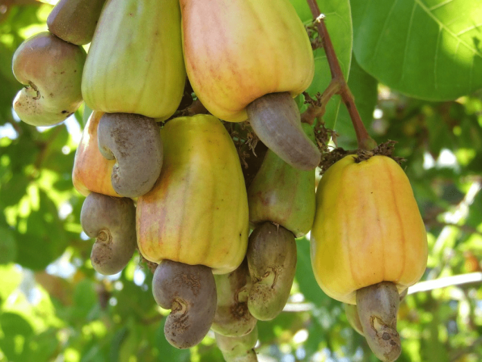 Tender Notice: International Cashew Sector organization seeks translation and interpretation services in Ghana