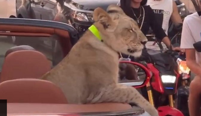 Two to face charges by Thai police after pet lion was seen driving in Bentley