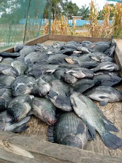 Revolutionizing aquaculture: Bacterisk+ kits pave way for sustainable fish farming practices