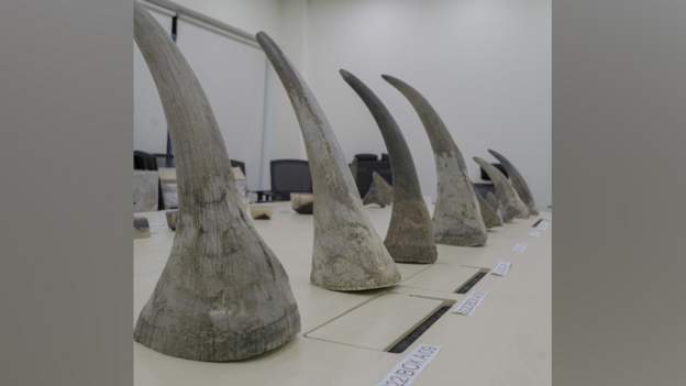 South African arrested for smuggling rhino horns valued at $1.2 million