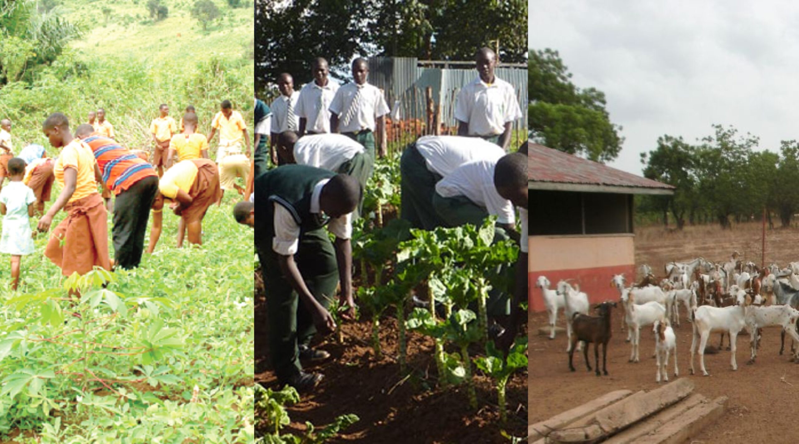 Why agriculture should be included in curricula of Ghanaians schools