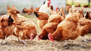 British High Commissioner pledges support for poultry and cashew sectors in Dormaa enclave