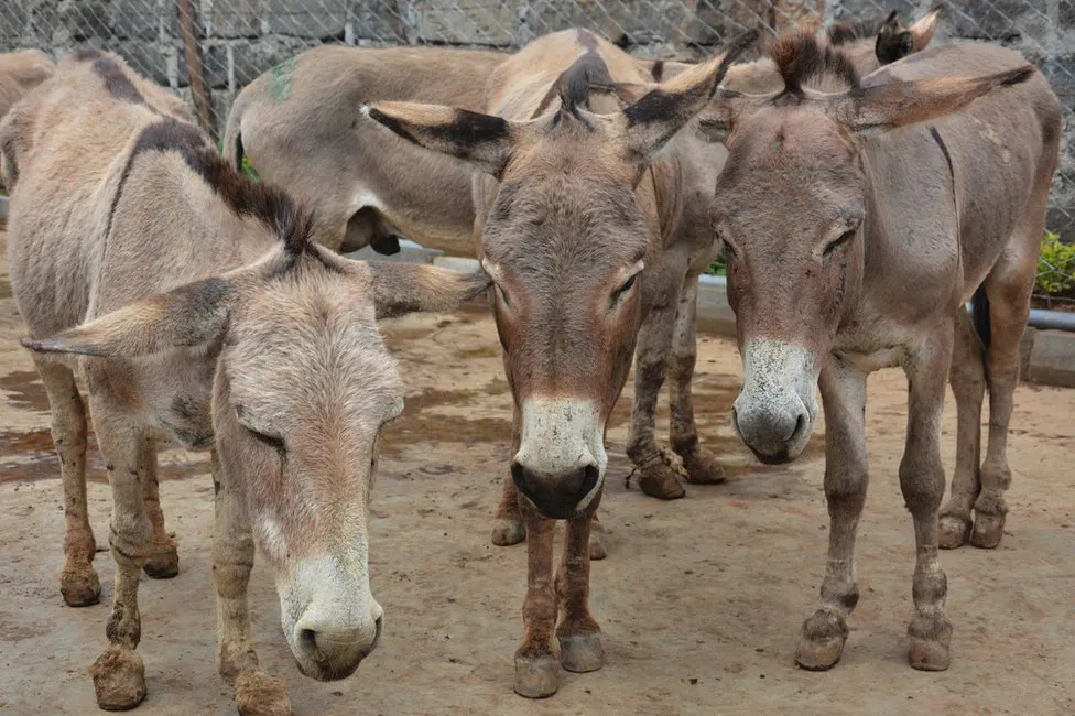 Fugitive donkey skin trade outlawed in 55 nations