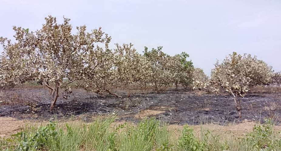 100 acres of Ghana’s largest cashew farm destroyed by fire