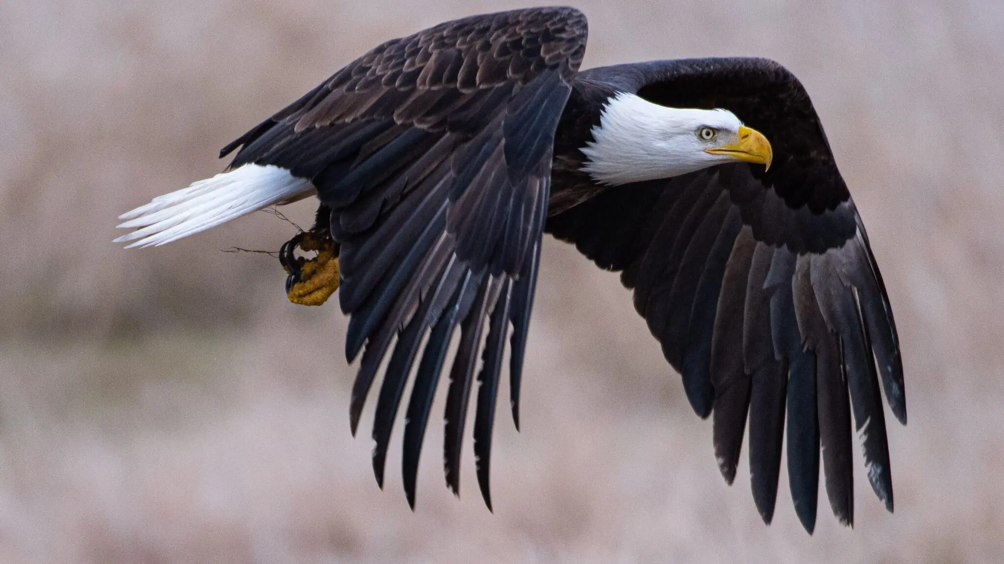 Facts about eagles that were unknown to you