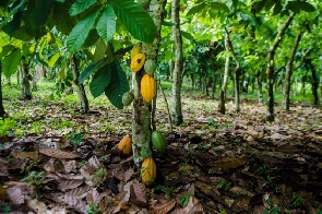 COCOBOD to rebuild disease-infested cocoa farms with parts of  $200m loan World Bank loan – Management
