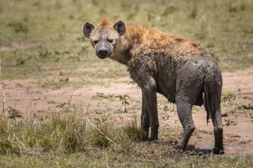 Kenyan authorities confirm rabies infection in hyenas involved in attacks