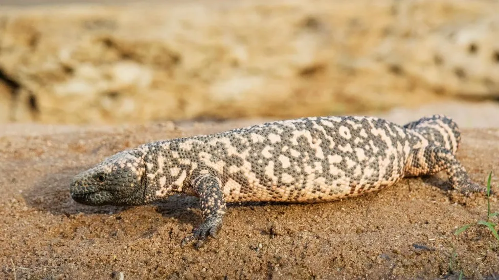 Man dies after being bitten by his pet Gila monster in Colorado
