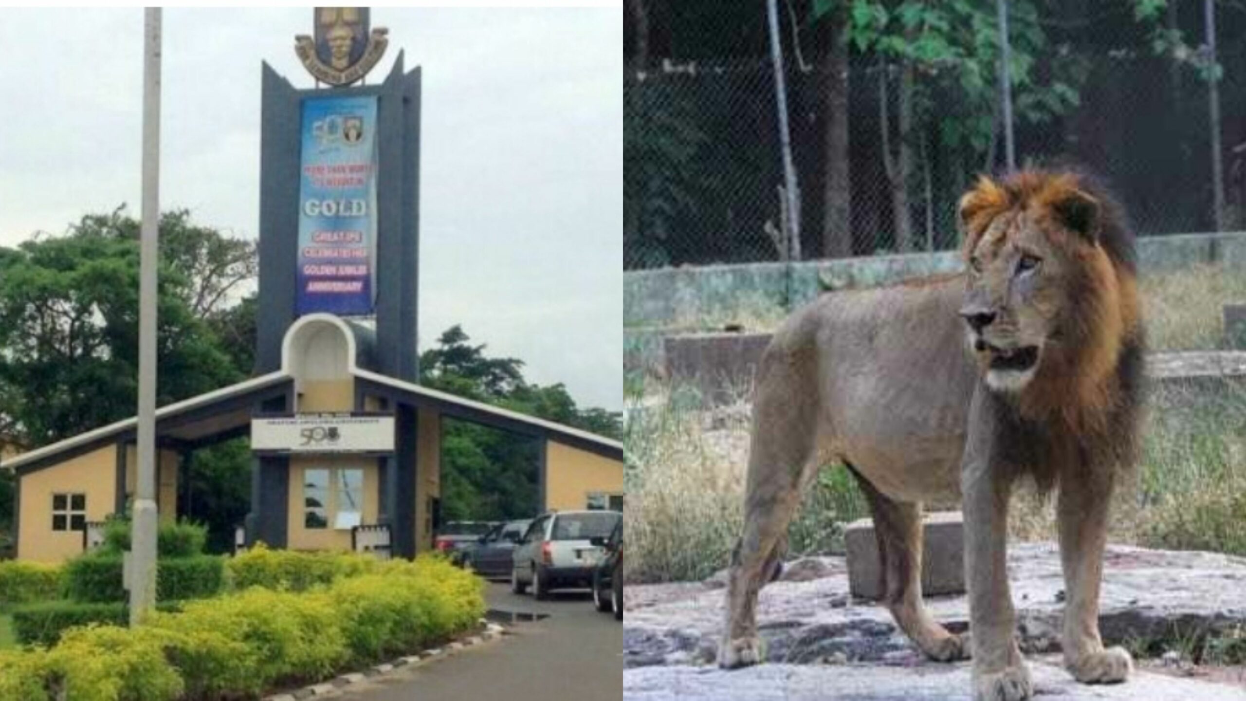 Zookeeper killed by lion at Nigerian University zoo