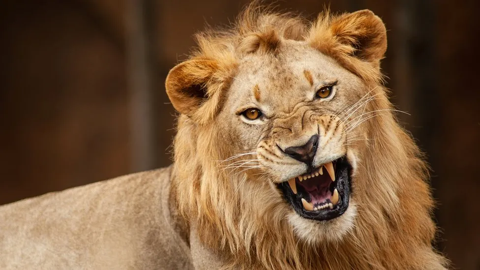 Lion kills zookeeper at Obafemi Awolowo University in Nigeria
