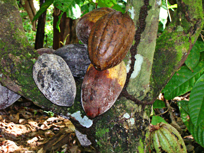 COCOBOD to allocate part of $200M World Bank loan to recover cocoa-swollen shoot virus-infested plantations