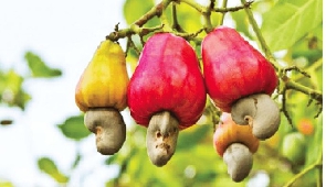 $347m cashew exports at risk as galamseyers invade farms in Bono Region