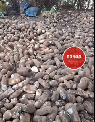 Fulani herdsmen graze cattle on huge yam harvest, destroy thousands of tubers