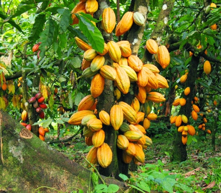 100 hectares rehabilitated cocoa farm in Ashanti Region allegedly stolen by foreign mining firm