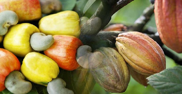 CSIR develops MA-Cash project to promote research, efficient methods of cashew processing