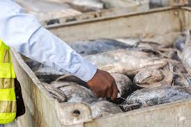 Provide ‘dumsor’ timetable, we are losing too much money – Cold store operators tell ECG