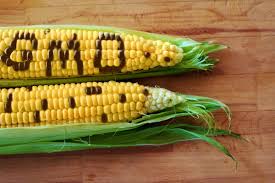 ActionAid add voice to pause on the commercial release of GMO foods