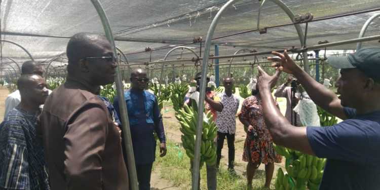 Govt allocates $20m for expansion of Kpong Irrigation Scheme