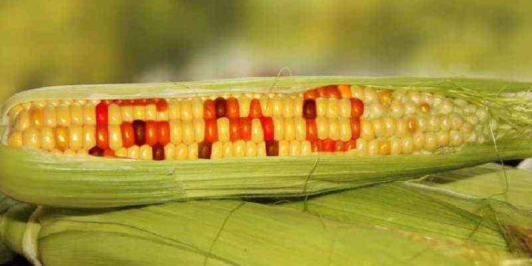 National Biosafety Authority disapproves cultivation of 14 GMO seeds
