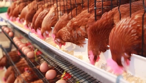 First batch of broiler chickens ready for market under FSRP
