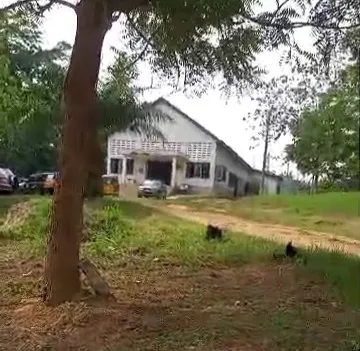 Bees kill woman in Ashanti Region on Good Friday