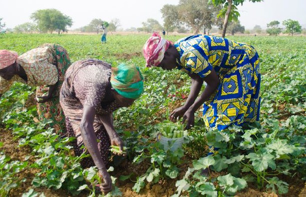 Embrace businesses in agriculture, its still attractive – Ghanaian youth urged