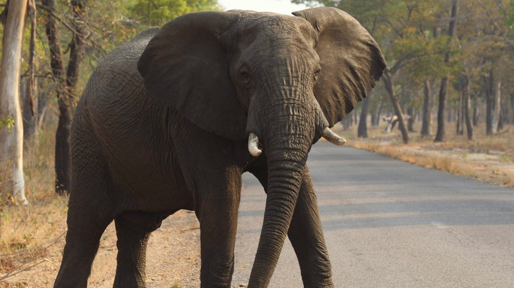 80-year-old American visitor dies in Zambian elephant attack