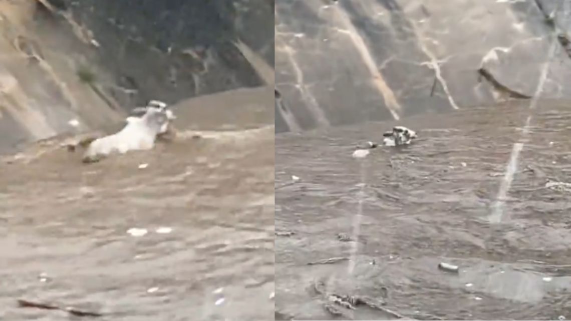 VIDEO: Cow carried by flood water at Achimota during Wednesday’s downpour