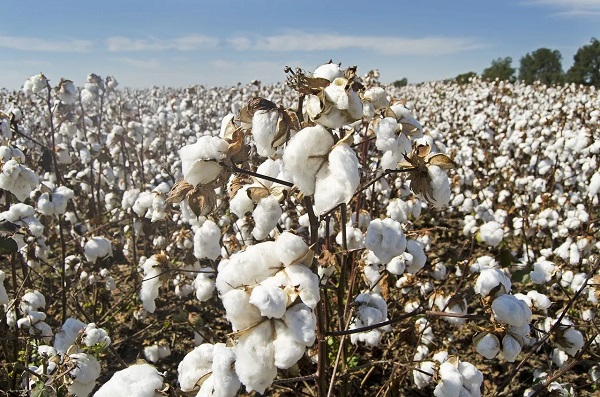 Cotton yield levels in Ghana never surpassed 800kg per hectare – Report