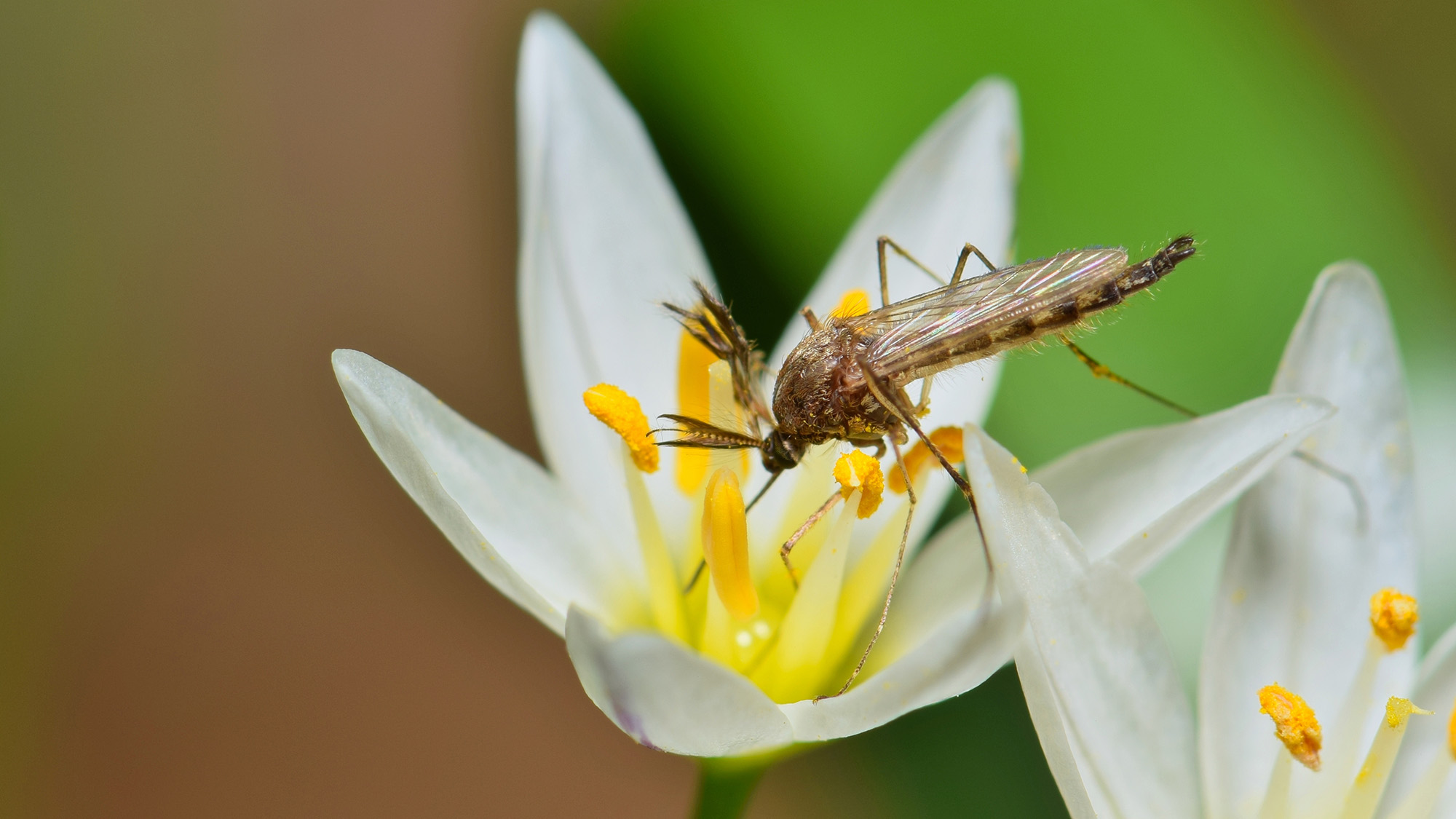 Here are 6 mosquito repellent plants to keep pests away