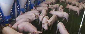 How footballers neutralise ‘juju’ with pork fat
