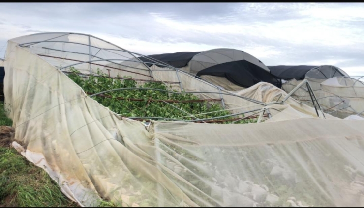 150 jobs at risk as severe rainstorm destroys 450-acre farm at Ketu North