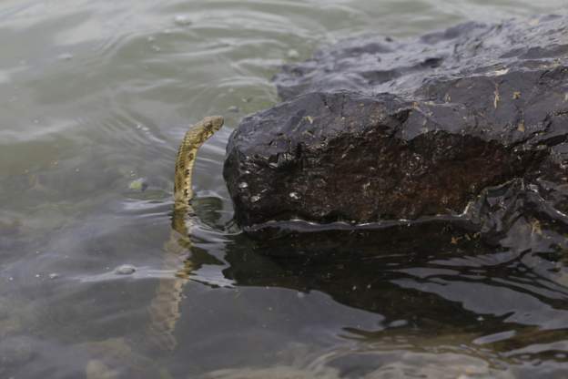 Kenyan authorities dismiss claims of snakes being swept away by floods