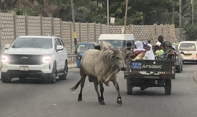 REGSEC to rid Kumasi of stray cattle