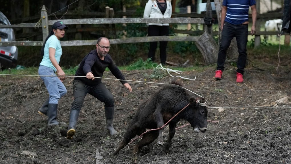 Congress of Colombia votes to outlaw bullfighting