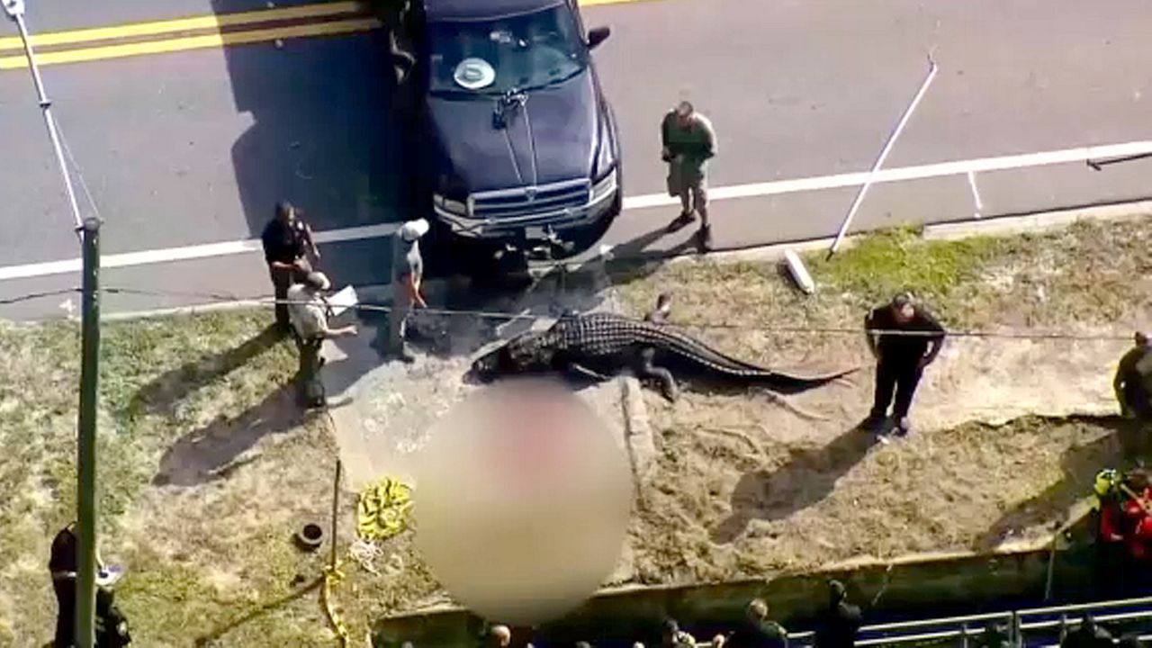 Texas authorities find woman’s remains in alligator’s jaws