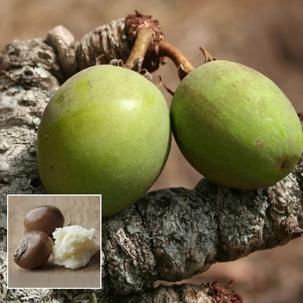 The all purpose remedy from the North, shea butter