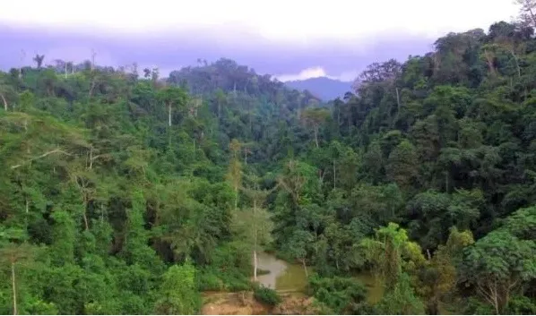 Govt to revoke mining in forest reserves regulations – Information Ministry