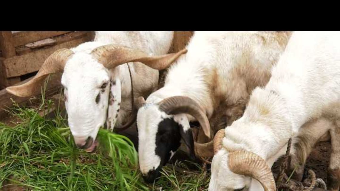 Astronomical increase in prices dwindles purchasing power of Eid-Ul-Adha celebrants