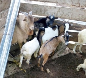 You are what you eat; be vigilant when buying animal products – Veterinary Services Directorate warns public
