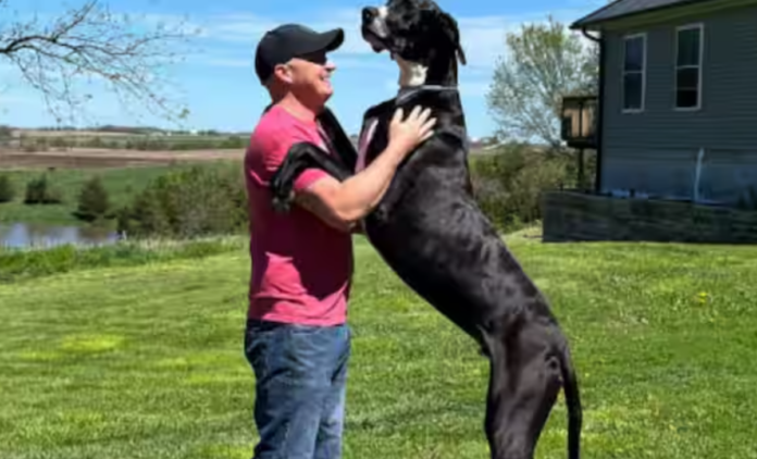 World’s tallest male dog Kevin dies after a surgery