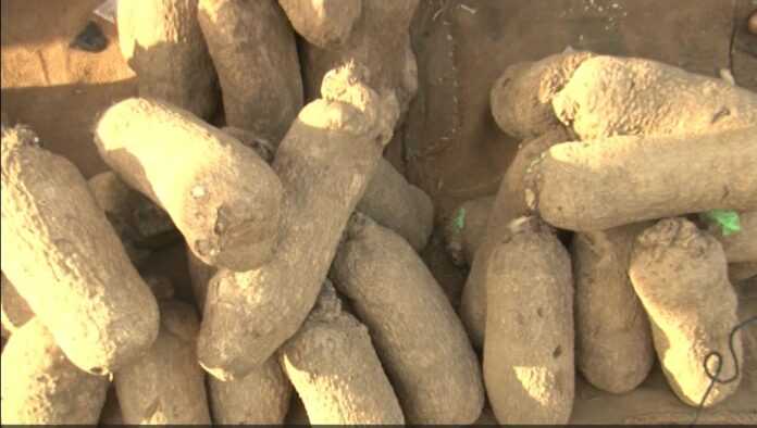 Yam prices have surged over 200% in a year – GAWU General Secretary