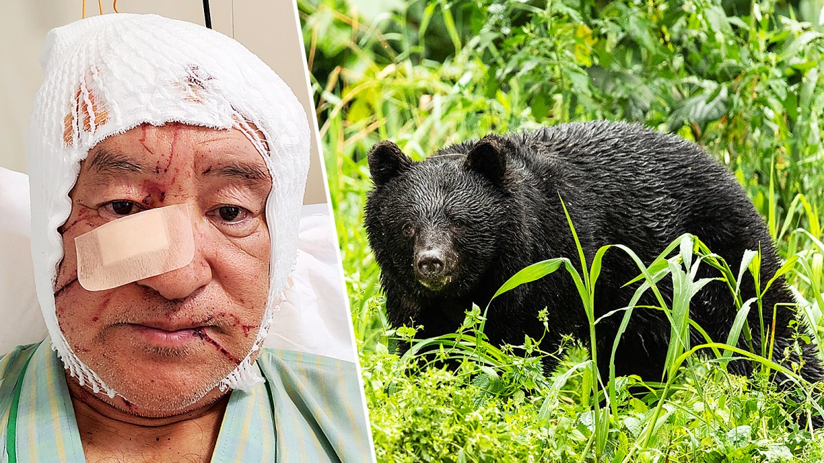 Bear allegedly kills 58-year old man in Japan