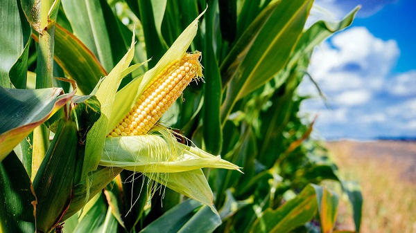 Ghana Commodity Exchange ended 2024 with GHS 24.3m in trades 