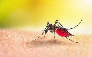 Worry as new breed of mosquitoes invade some districts in Eastern Region – DCEs report