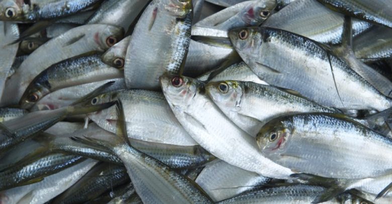 Fisheries Commission Partners GKFFCU to boost farmed fish sales at Kumasi Racecourse market