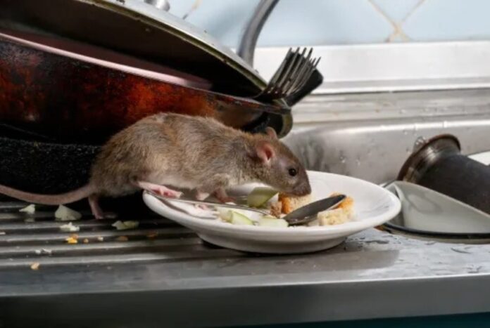 Rodent-borne disease with no cure spreads to humans, resulting in 4 deaths